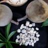 Boab Seeds